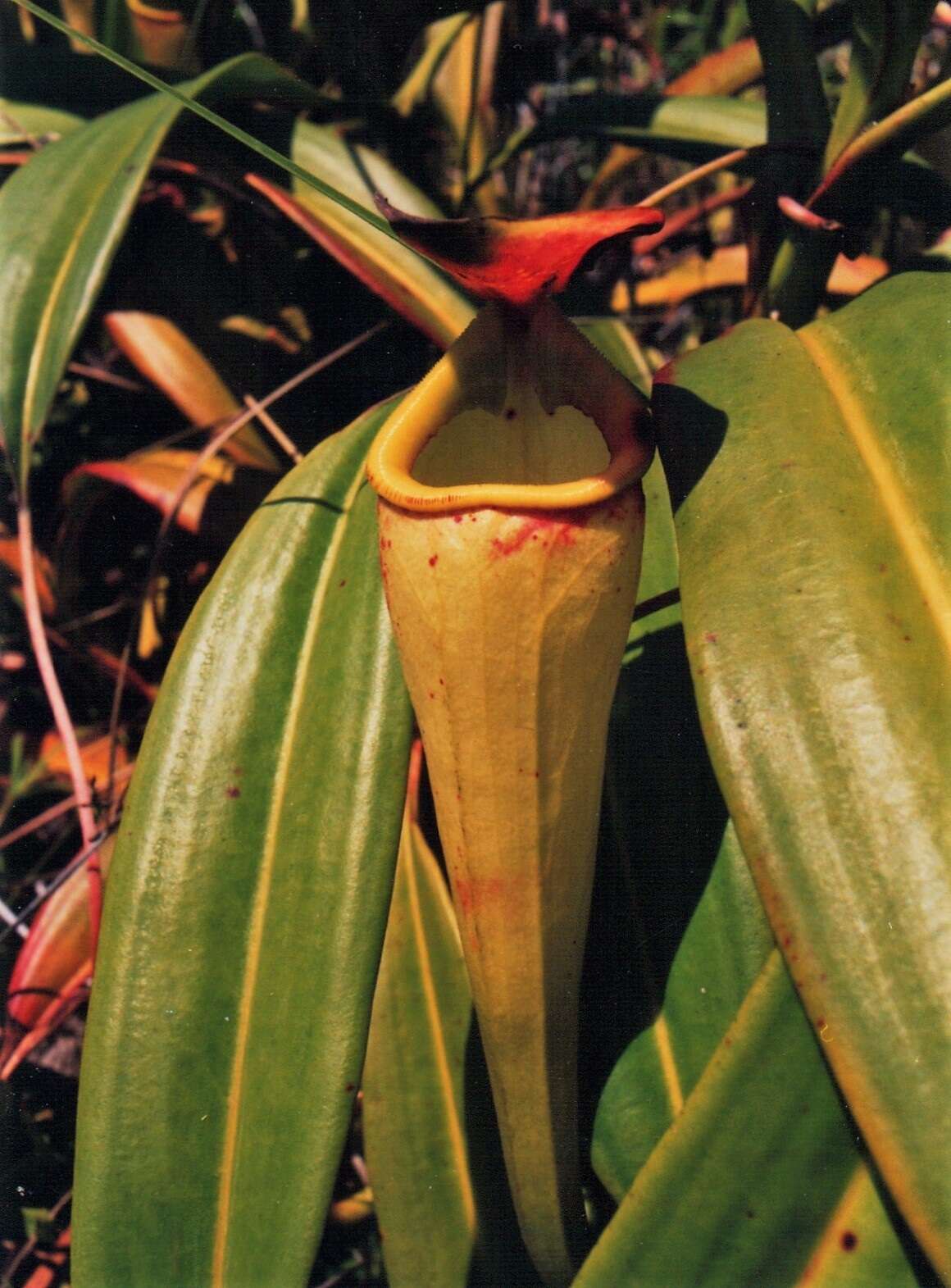 Image of Madagascar pitcher plant