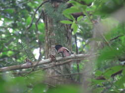 Image of Japanese Paradise Flycatcher