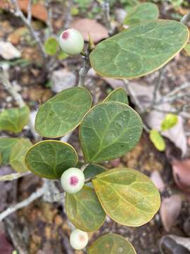 Слика од Ficus deltoidea Jack