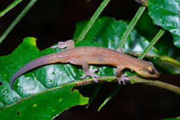 Image of Sadlier's New Caledonian Gecko