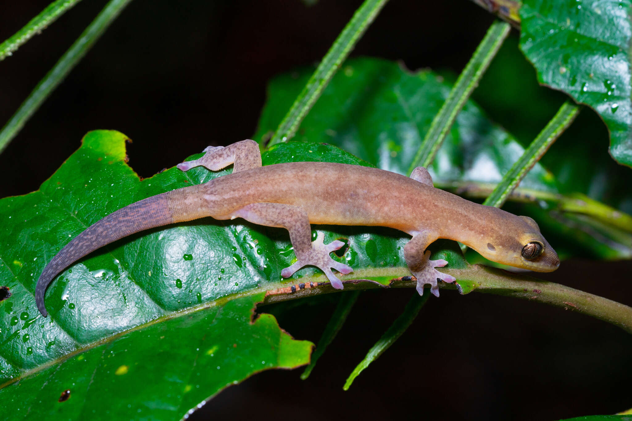 Image of Sadlier's New Caledonian Gecko