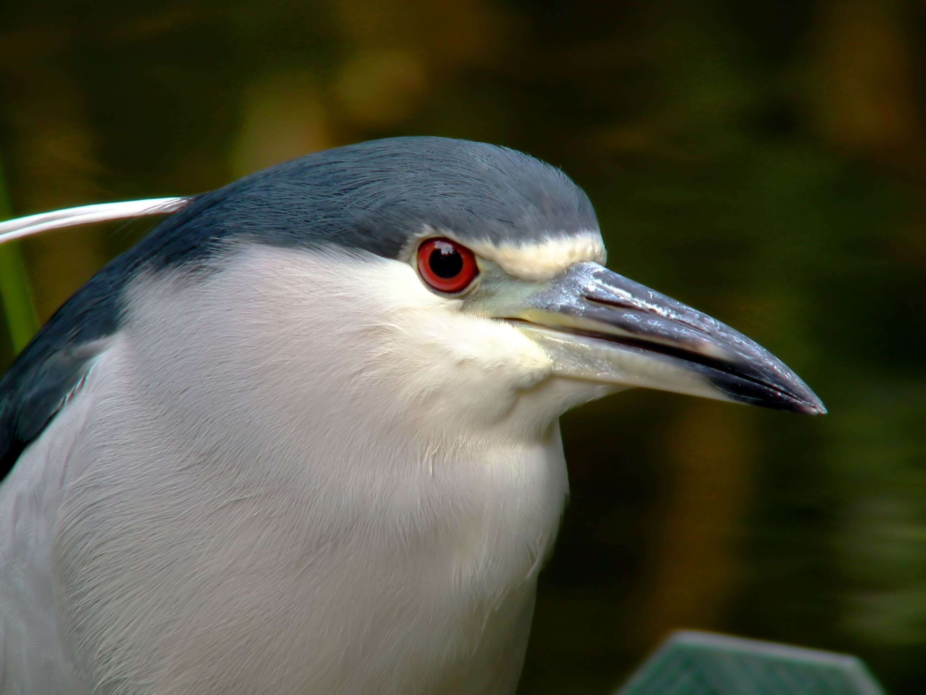 Image of Night Herons