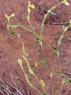 Image of Caterpillar bean