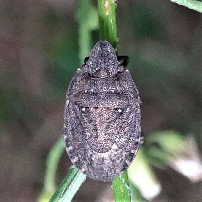 Image of Sciocoris longifrons Barber 1933