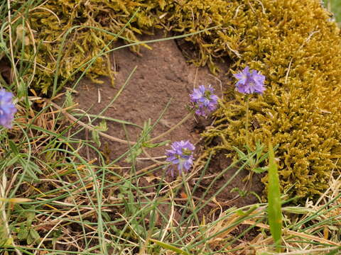 Image of Veronica satureiifolia Poit. & Turp.