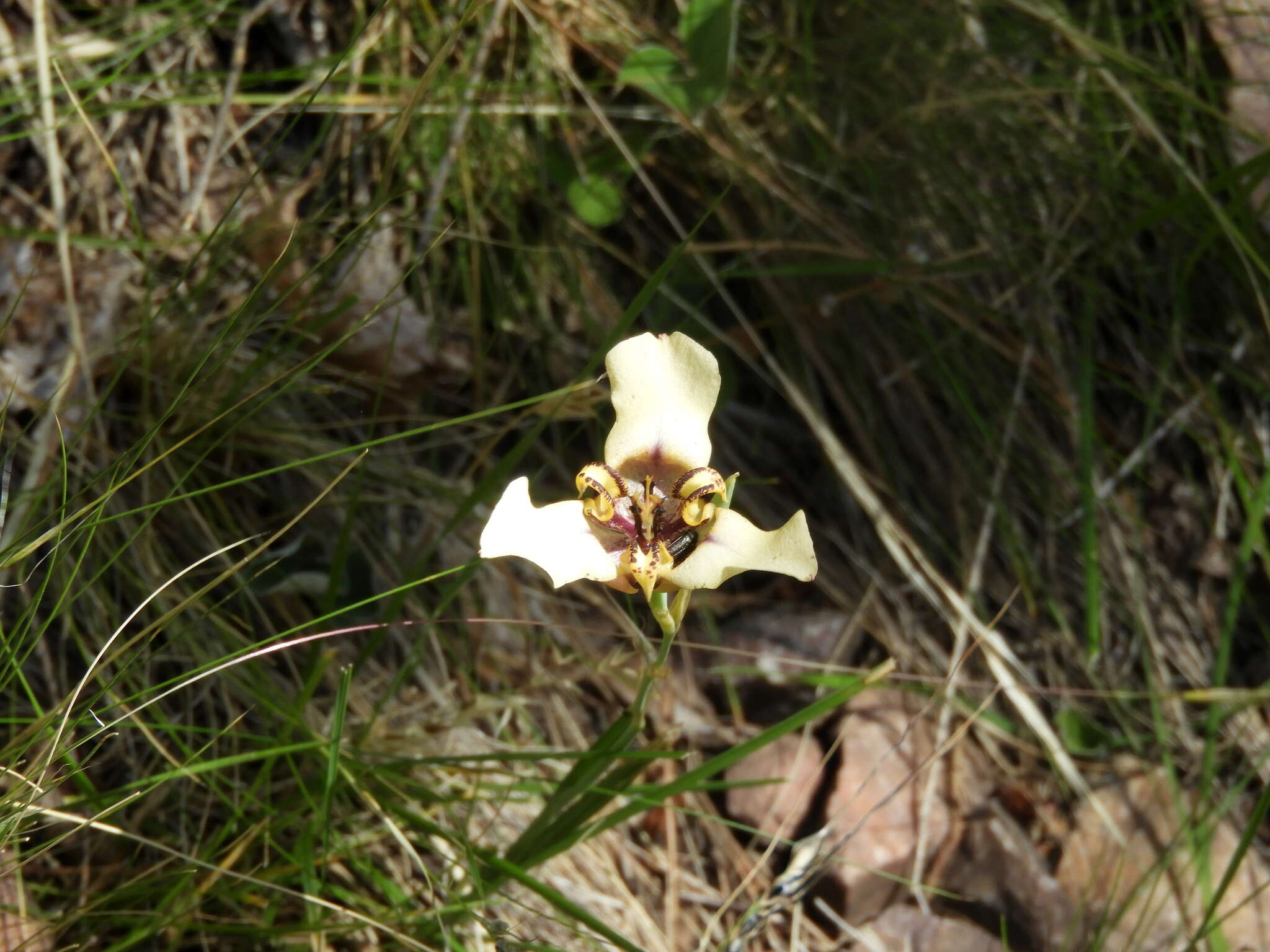 Image of Cypella herbertii (Lindl.) Herb.