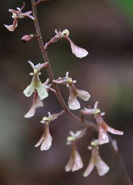 Image of Kidneyleaf twayblade