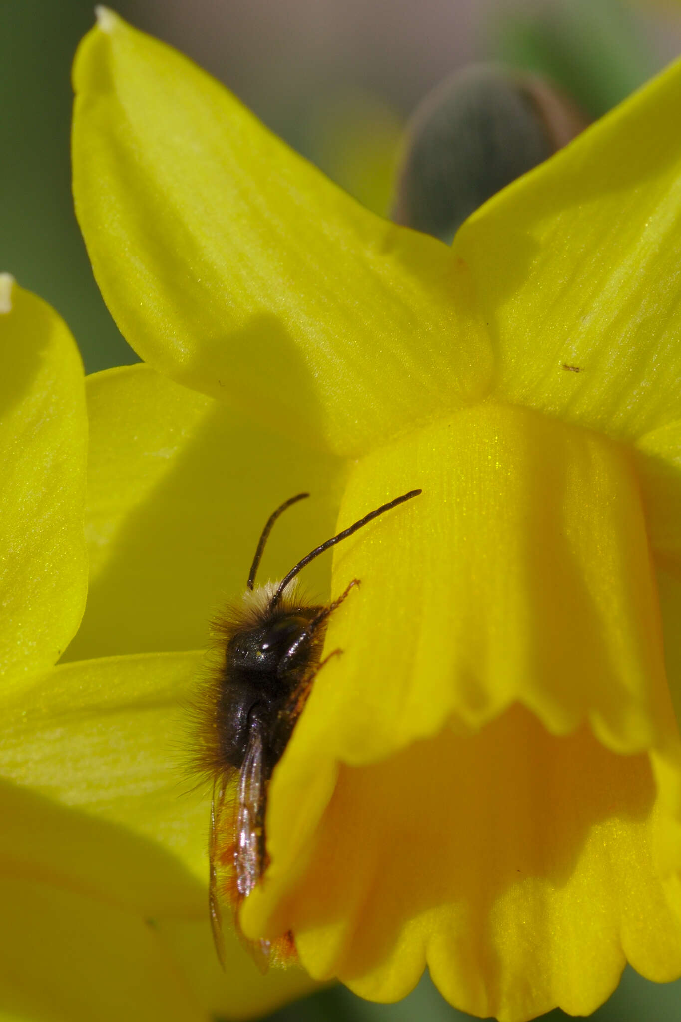 Image of Osmia cornuta (Latreille 1805)