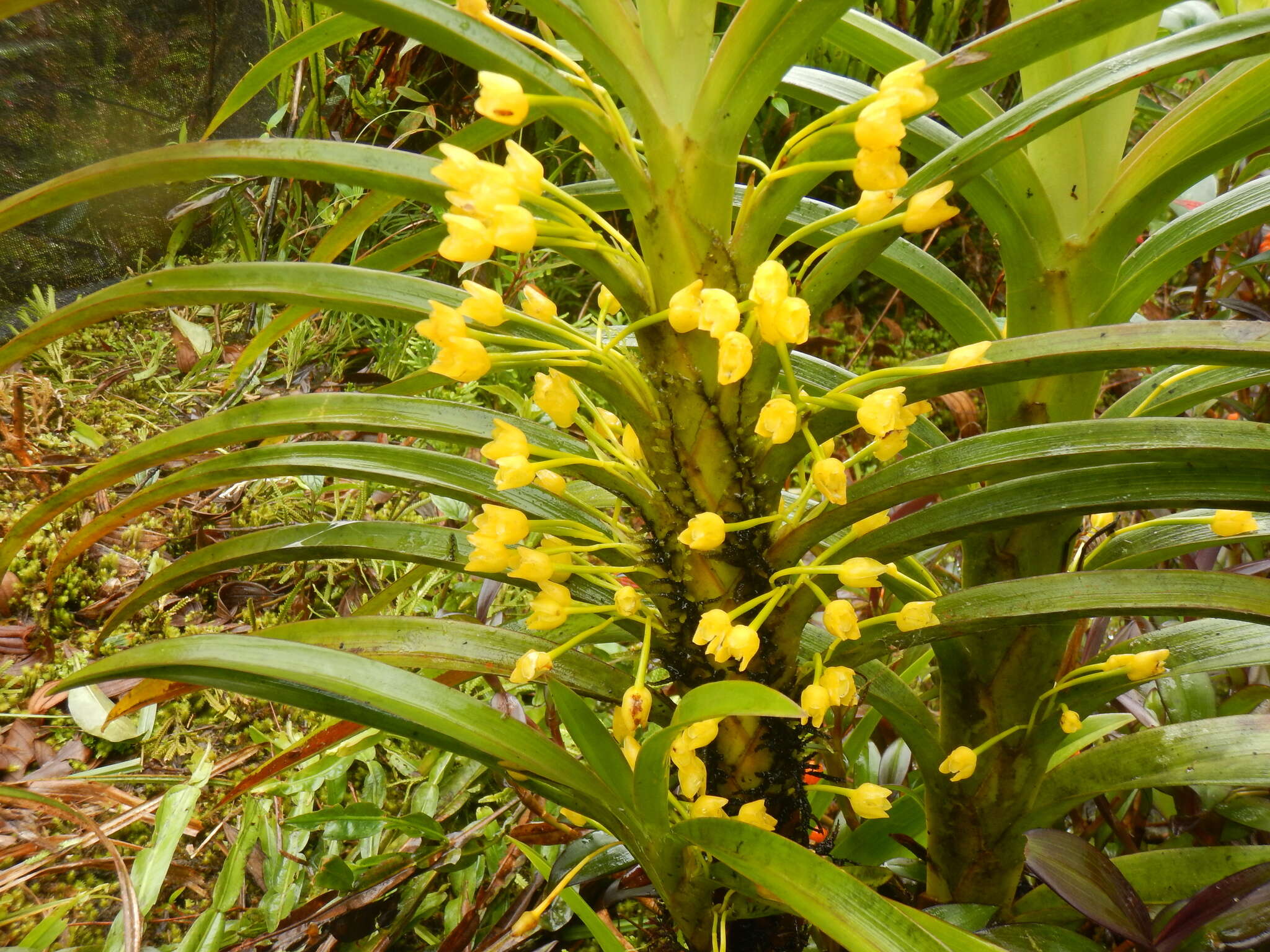 Image of Maxillaria aurea (Poepp. & Endl.) L. O. Williams