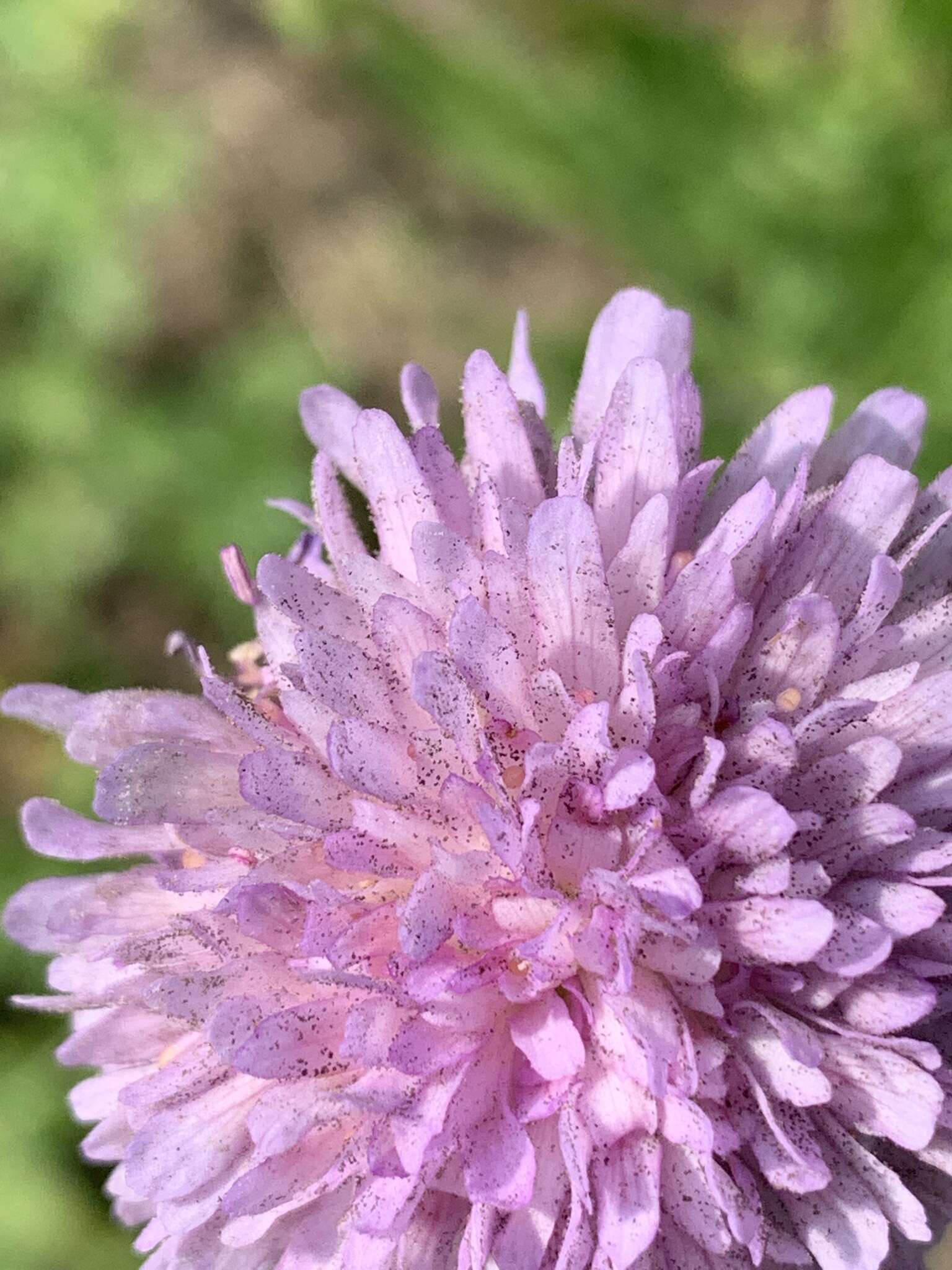 Image de Peronospora violacea