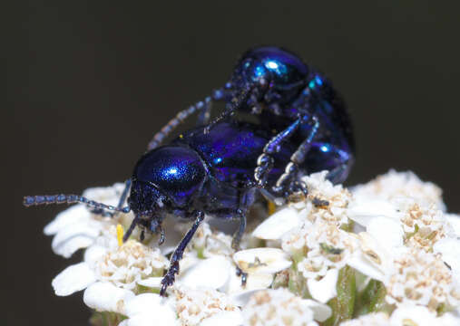 Image of Chrysolina coerulans