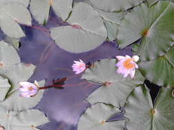 Image de Nymphaea ampla (Salisb.) DC.