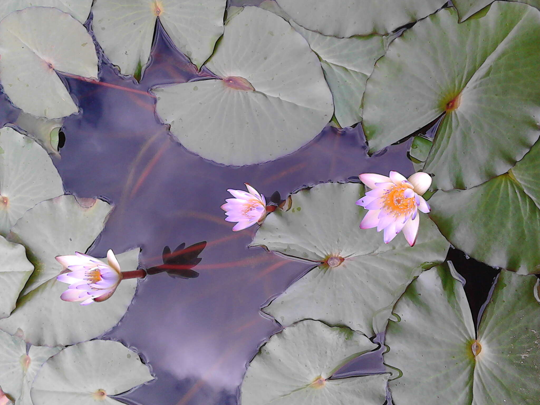 Image de Nymphaea ampla (Salisb.) DC.