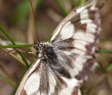 Image of marbled white