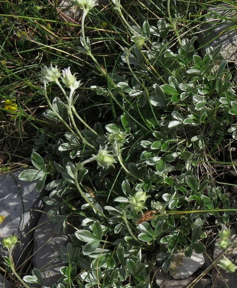 Image of Potentilla apennina Ten.