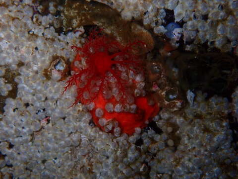 Image of armoured sea cucumber