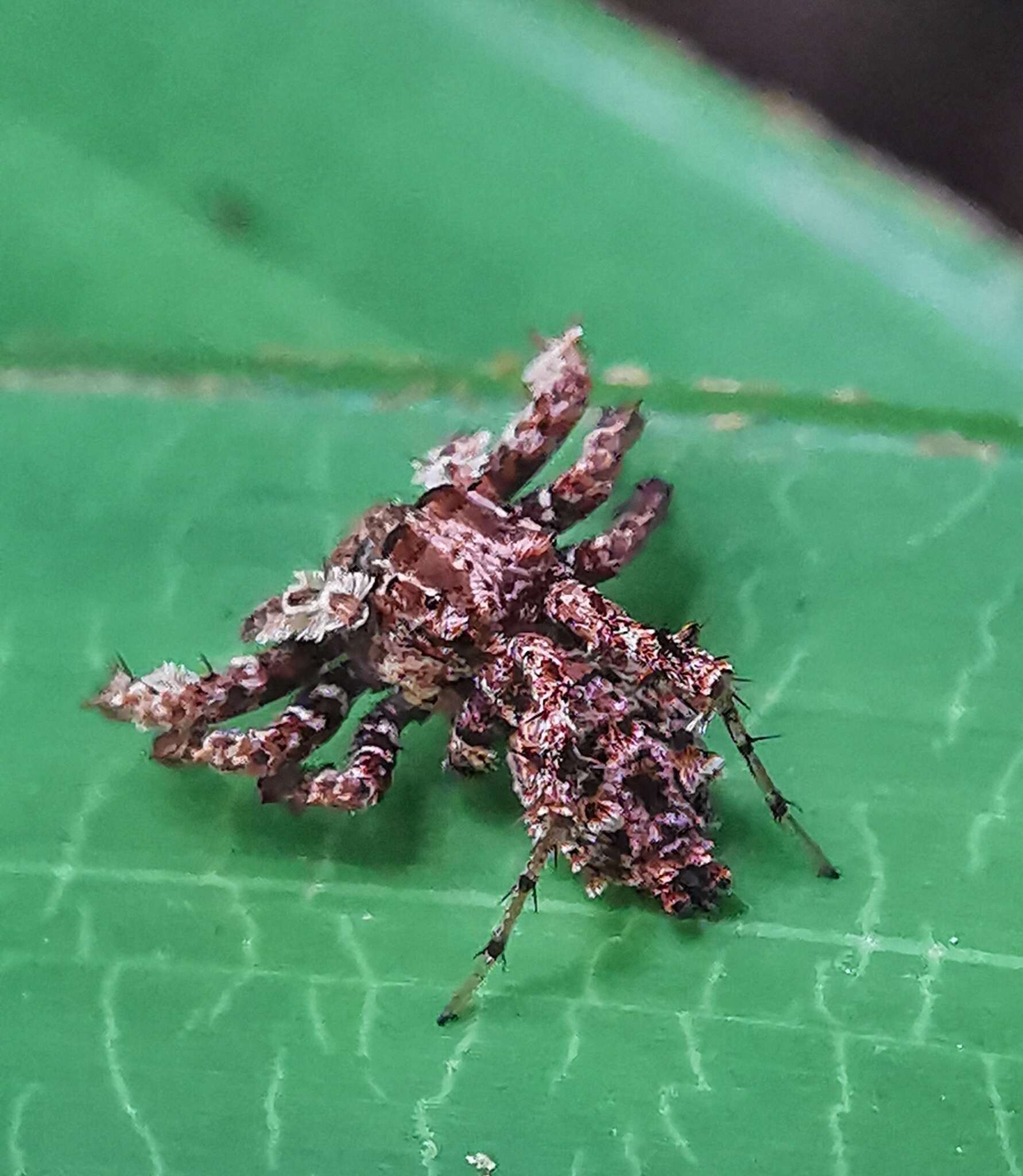 Image of Fringed Jumping Spider