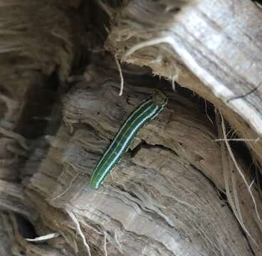 Image of European Spruce Sawfly