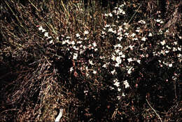 Image of Lemon Boronia