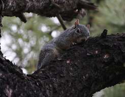 Image of Arizona Gray Squirrel