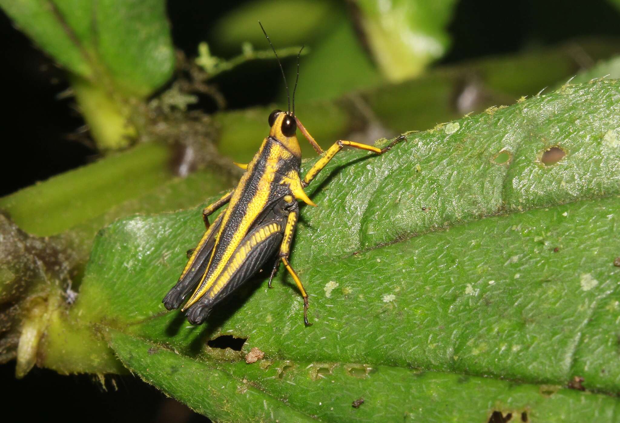 Image of Threciscus pugionatus (Stål 1877)