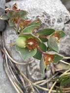 Image of Euphorbia triflora Schott, Nyman & Kotschy