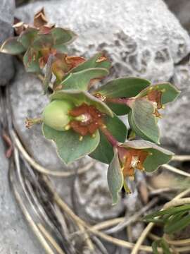 Image of Euphorbia triflora Schott, Nyman & Kotschy