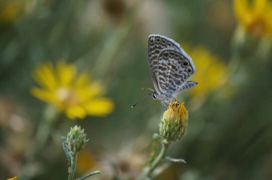 Image of Marine Blue