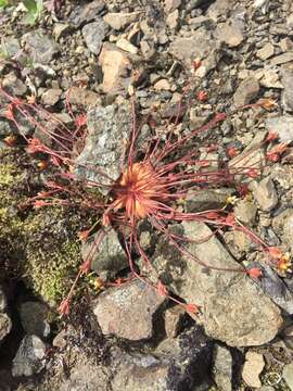 Image of Alaskan douglasia