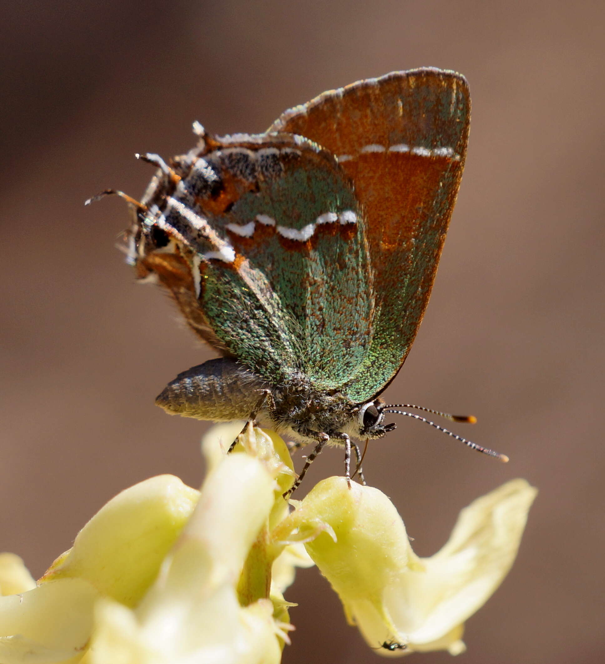 Plancia ëd Callophrys gryneus