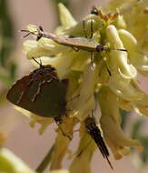 Plancia ëd Callophrys gryneus