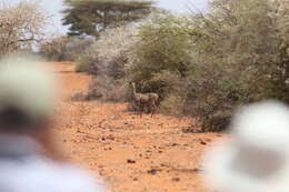 Image of Lesser Kudu