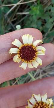 Image of Helenium radiatum (Less.) M. W. Bierner