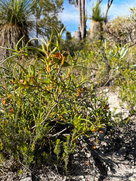 Image of Hibbertia vaginata (Benth.) F. Müll.