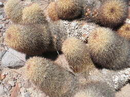 Image of Mammillaria dioica subsp. estebanensis (G. E. Linds.) D. R. Hunt