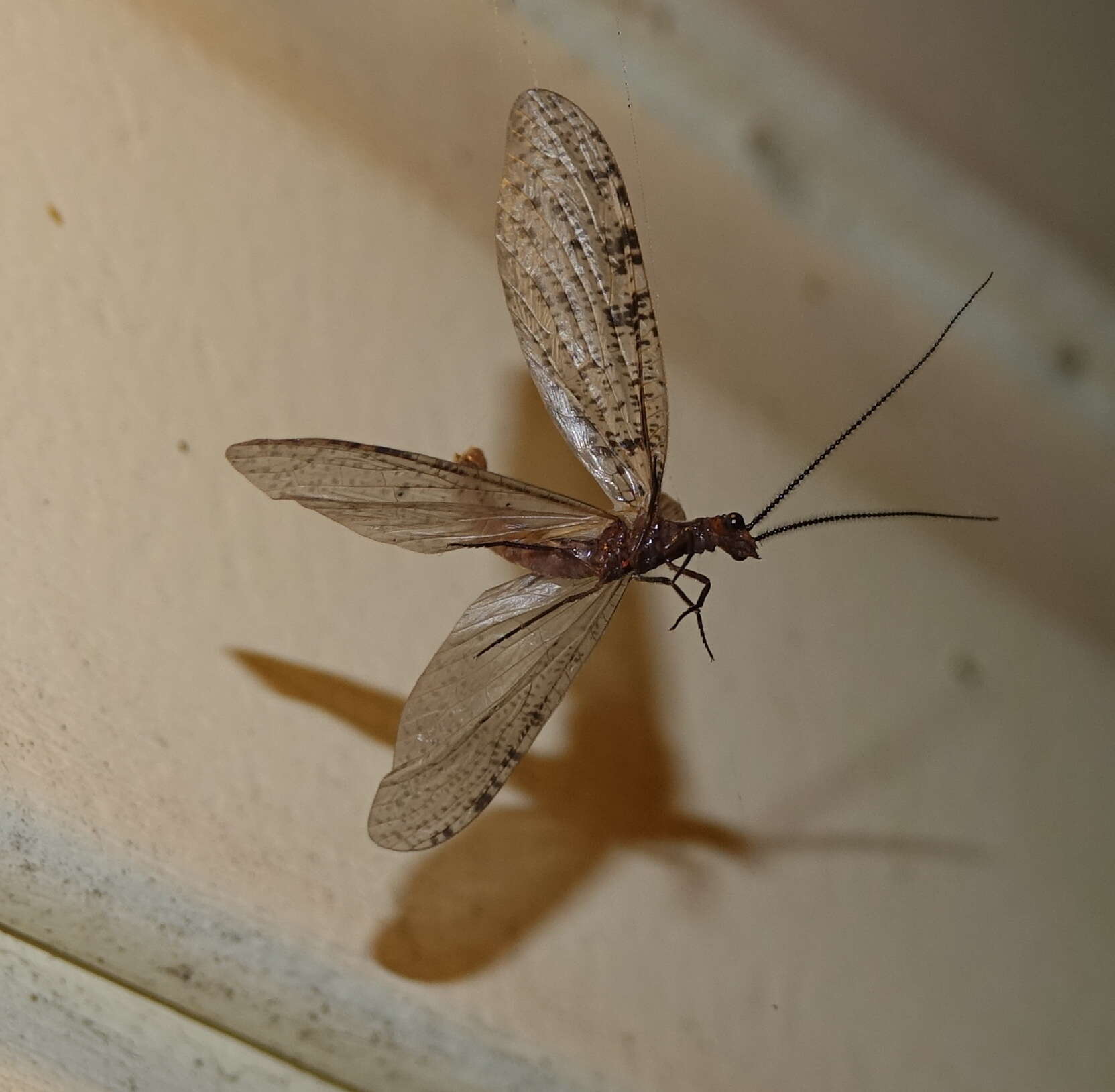 Image of Neohermes concolor (K. Davis 1903)