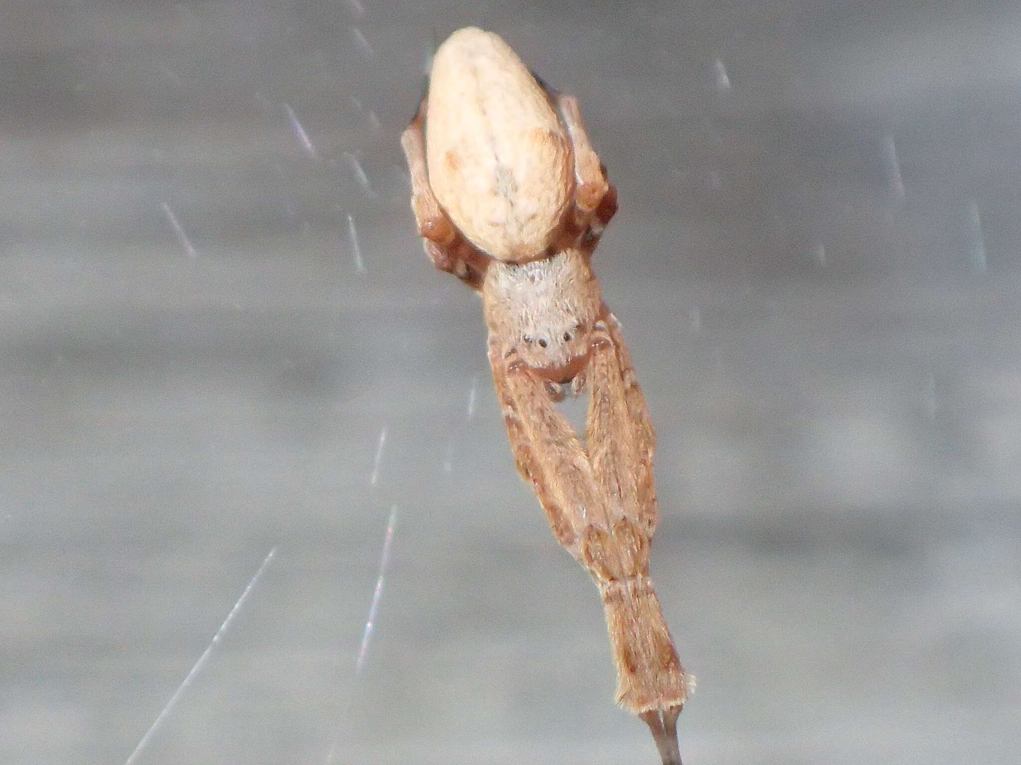 Image of Uloborus barbipes L. Koch 1872