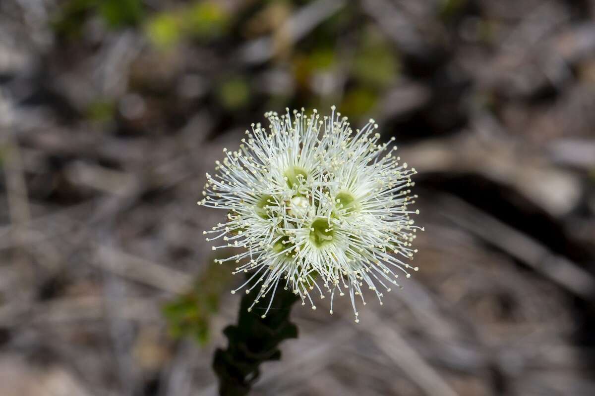 صورة Kunzea capitata subsp. seminuda Toelken