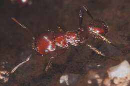 Image of Harvester Ants