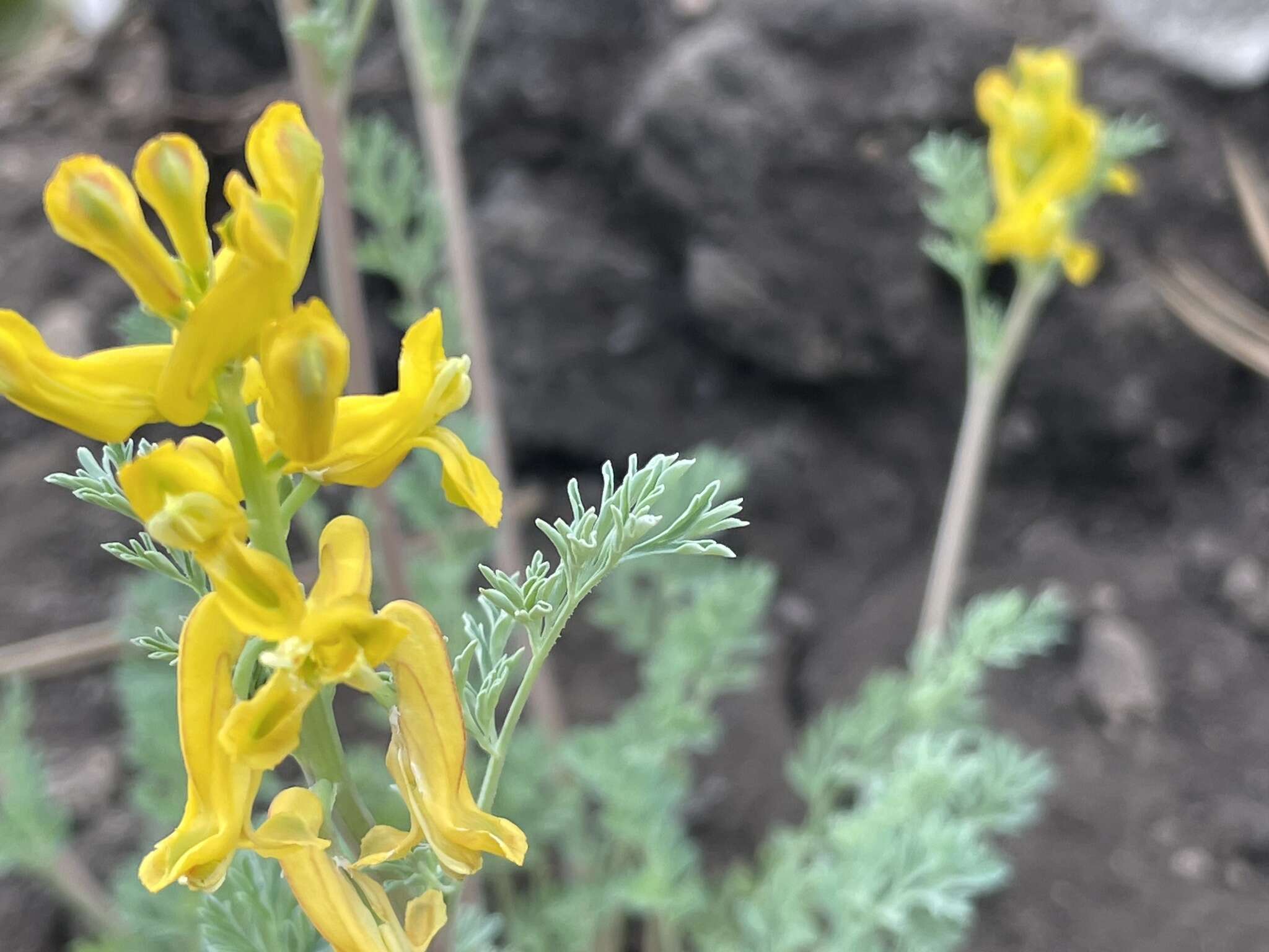 Image de Corydalis curvisiliqua subsp. occidentalis (Engelm. ex A. Gray) W. A. Weber