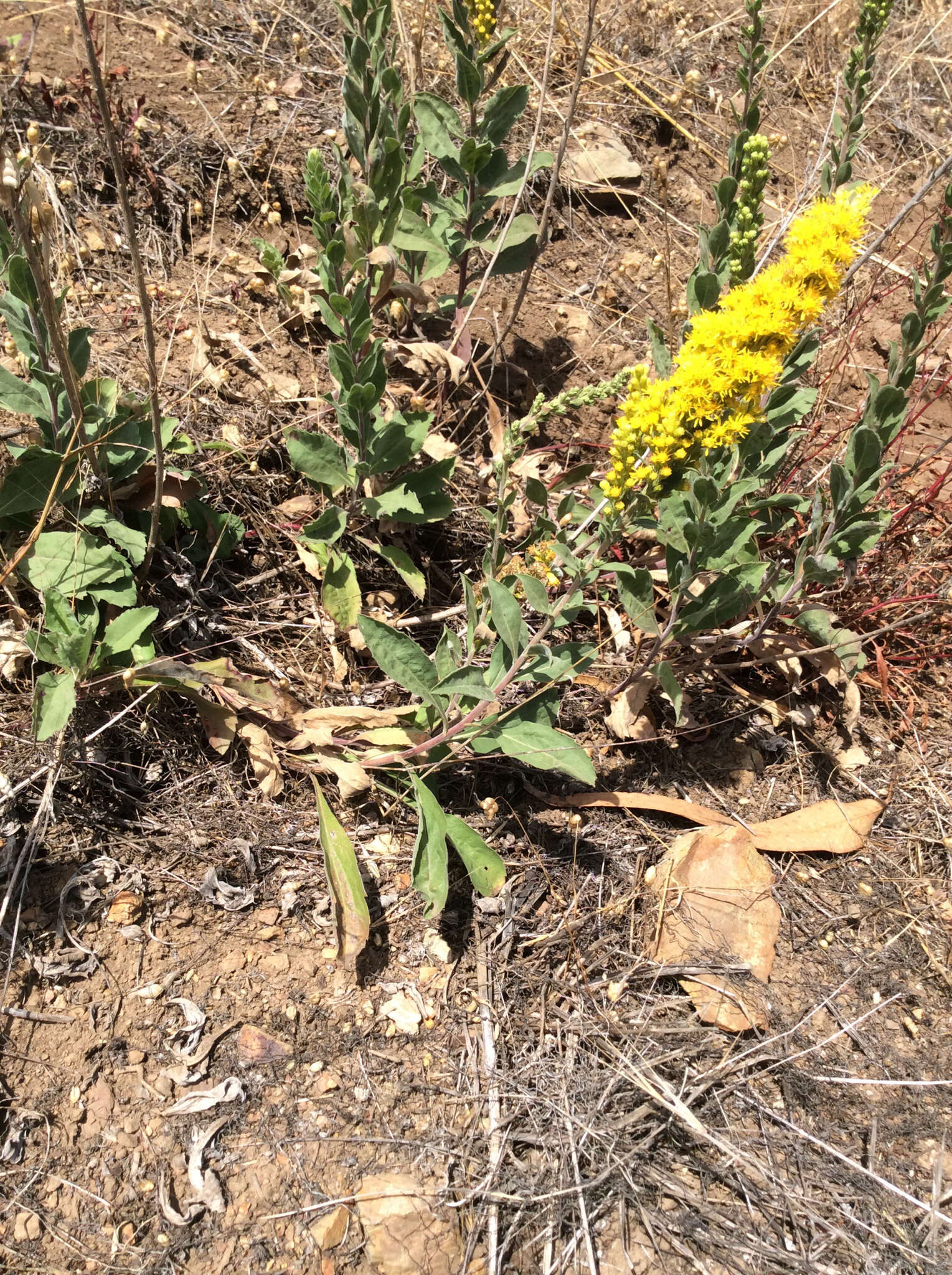 Image of California goldenrod