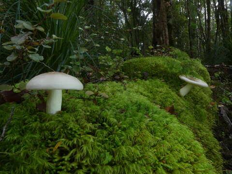 Image of Russula purpureotincta McNabb 1973