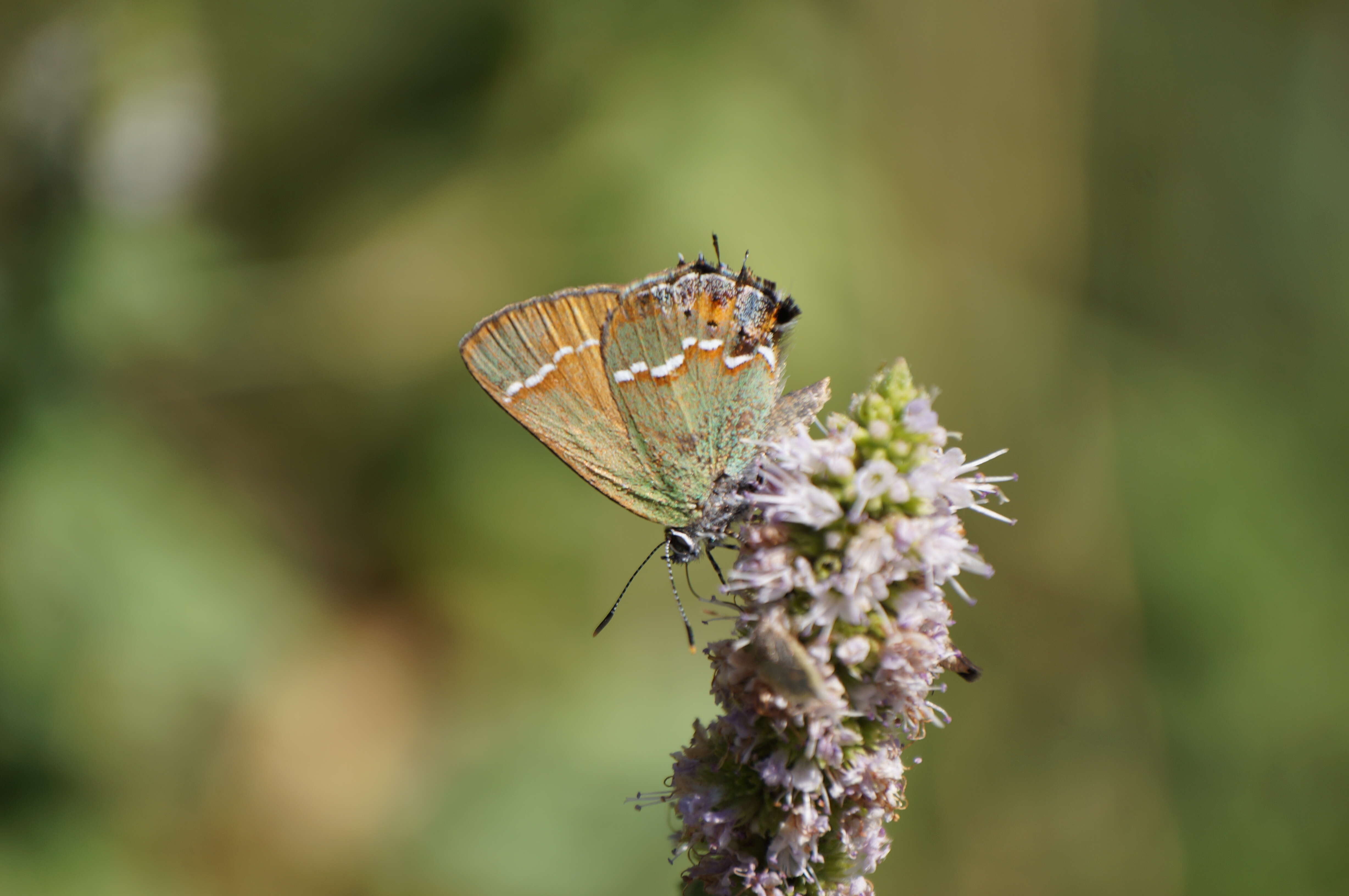 Plancia ëd Callophrys gryneus