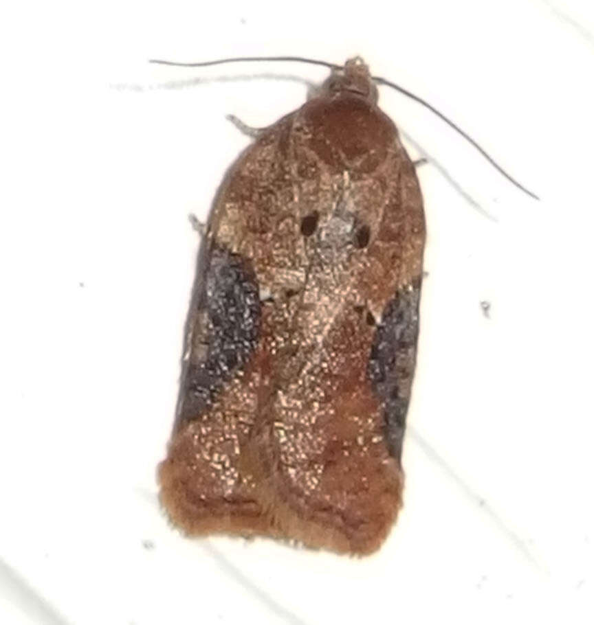 Image of Acleris braunana McDunnough 1934