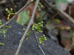 Sivun Aporosa cardiosperma (Gaertn.) Merr. kuva