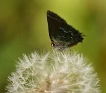 Plancia ëd Callophrys gryneus