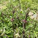 Image of Clematis ranunculoides Franch.