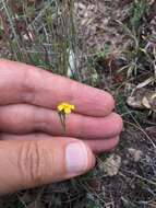 Image of Linum scabrellum Planch.