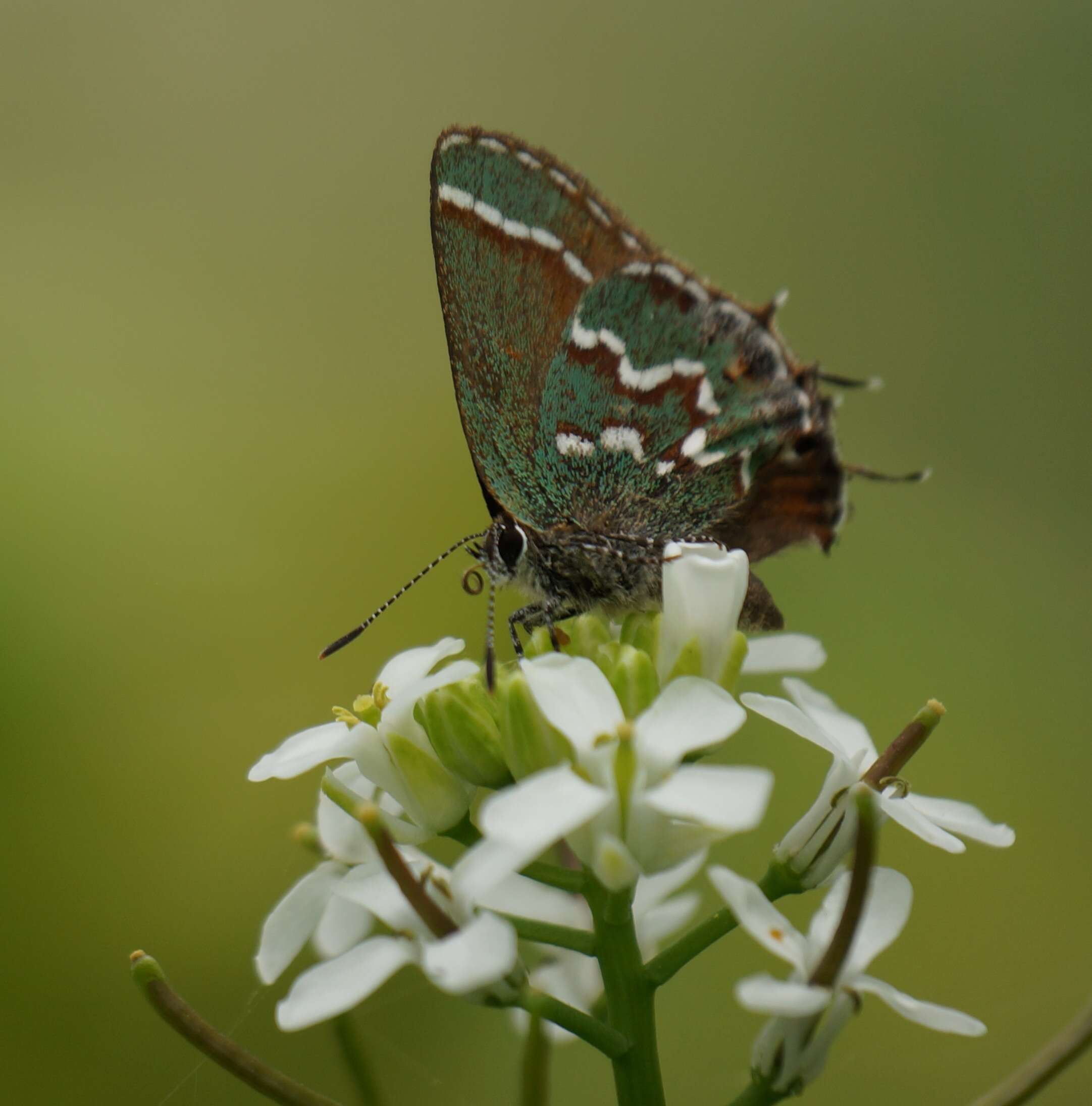 Plancia ëd Callophrys gryneus