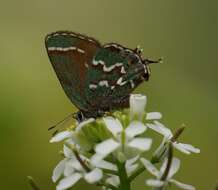 Plancia ëd Callophrys gryneus